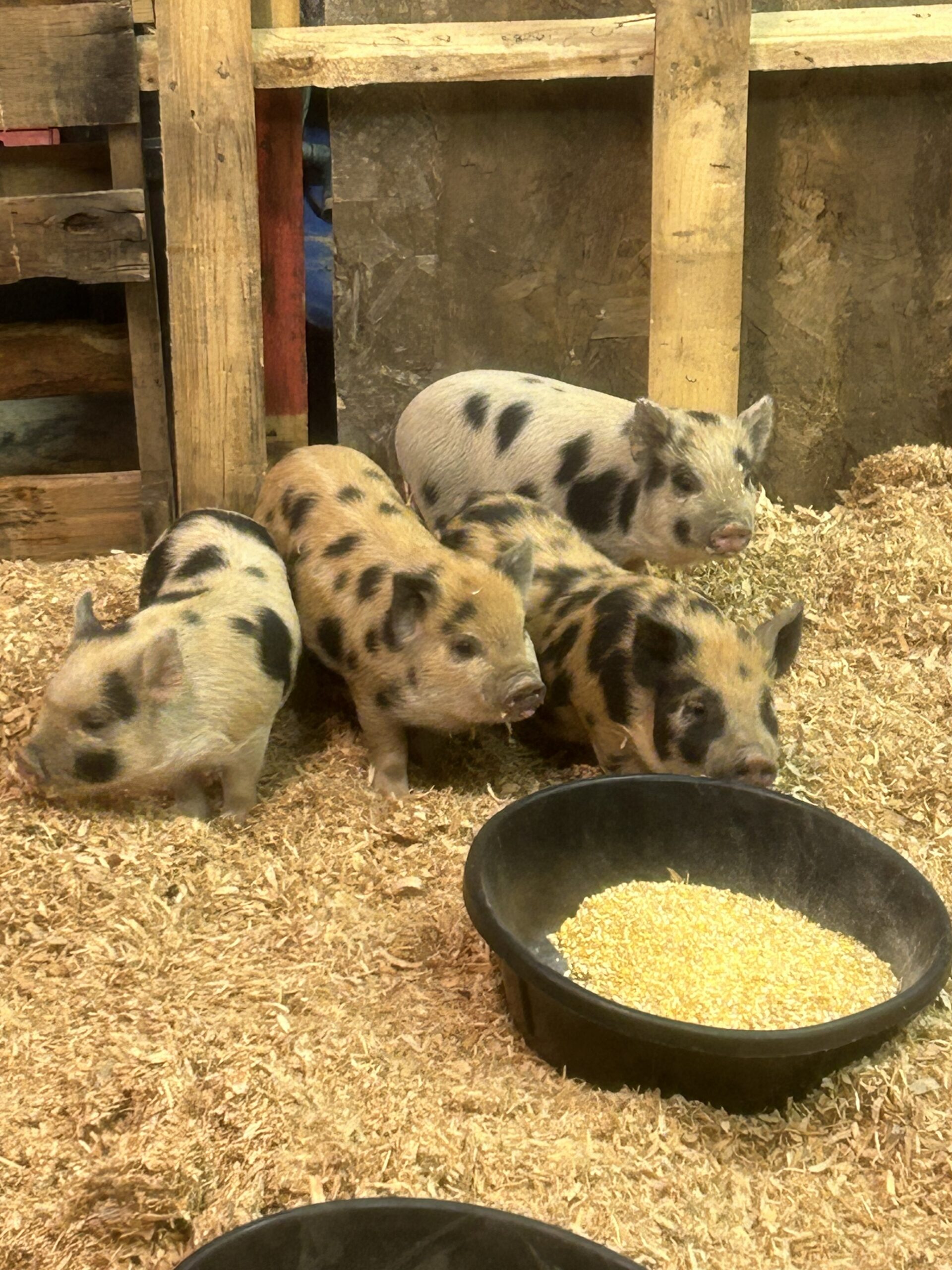 Raising Kune Kune Pigs